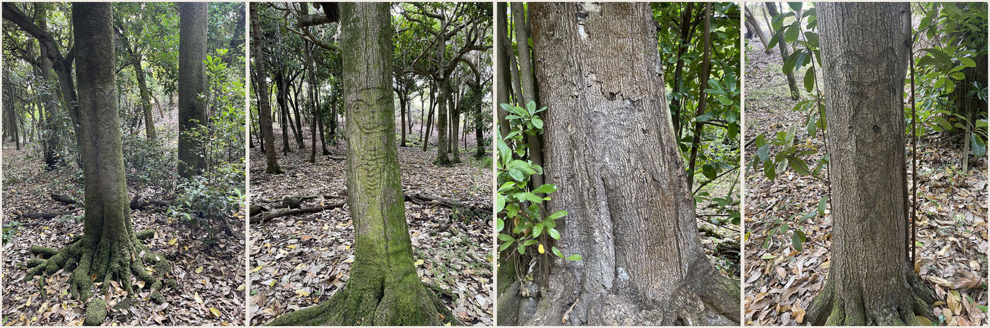 Four photographs of rakau momori (kopi tree carvings) side by side, showing weathered trunks with faint carved images